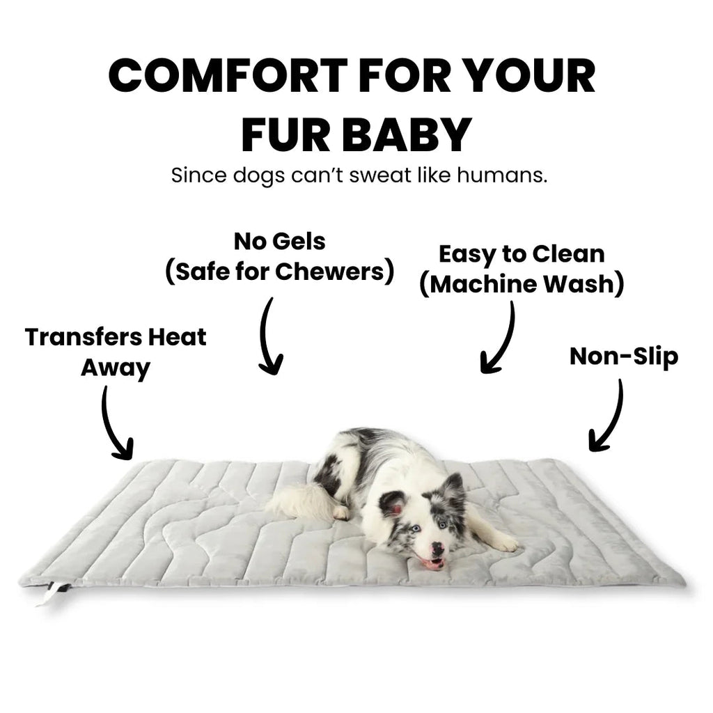 Dog lying on a mat with features d