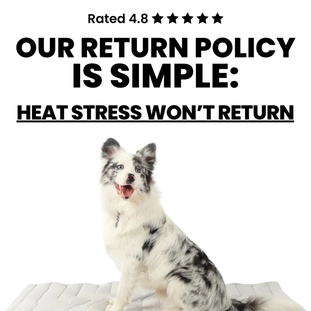 Dog sitting on a white background with text about a return policy.