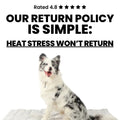 Dog sitting on a white background with text about a return policy.